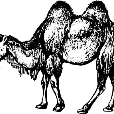 CAMEL002 Thumbnail